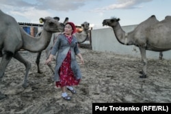 Тастүбек ауылындағы тұратын балықшының әйелі Айкөрке түйе сауып, сатуға шұбат дайындайды. Қызылорда облысы, 3 шілде, 2024 жыл.